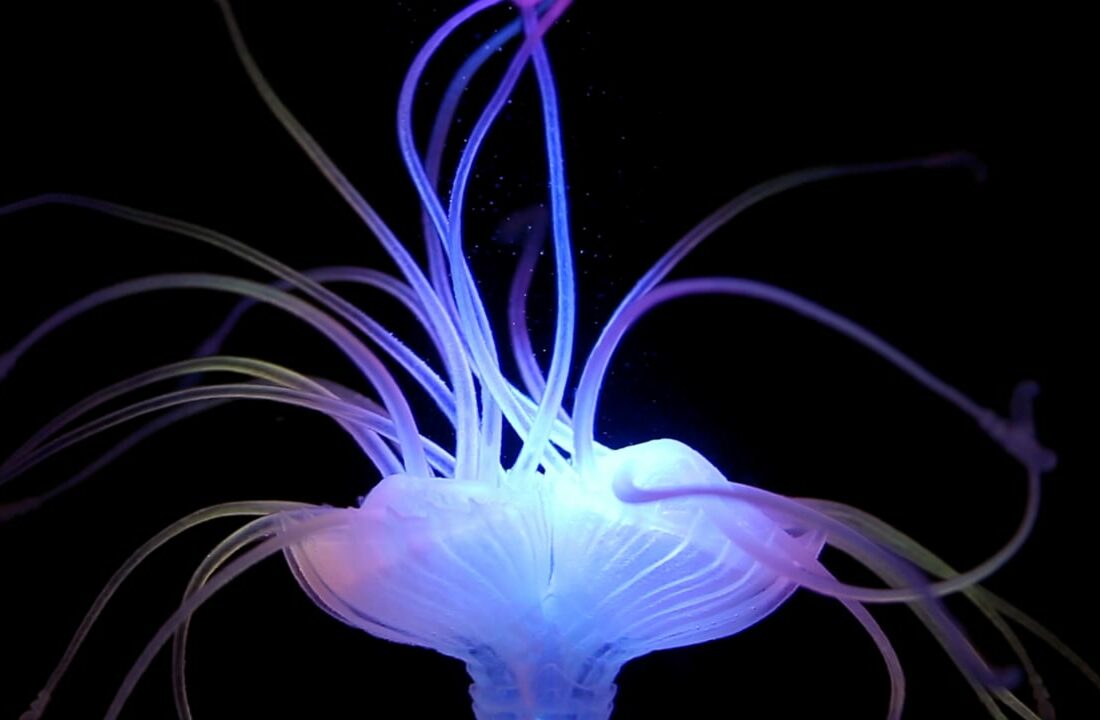 Hydrophytes, Quelle: nicolehone.com